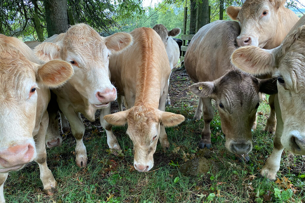 Lucidome Bio cows