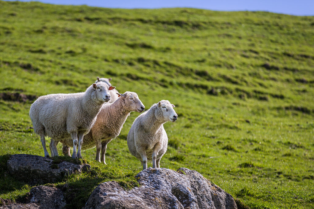 Ludiome Bio sheep